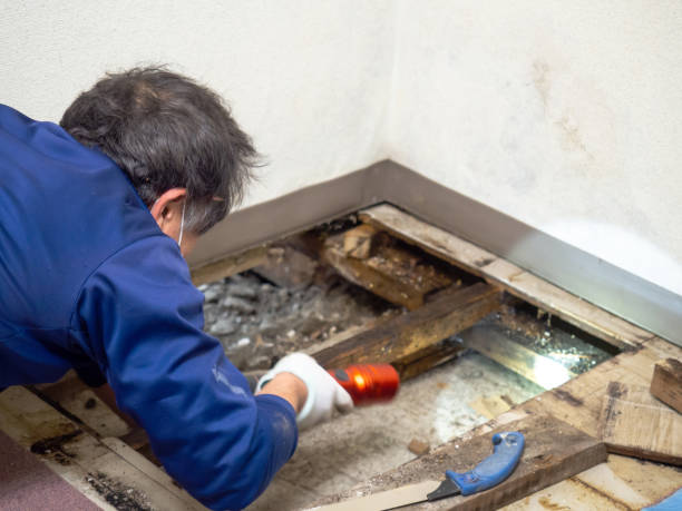 Best Water Damage Restoration  in Alsip, IL