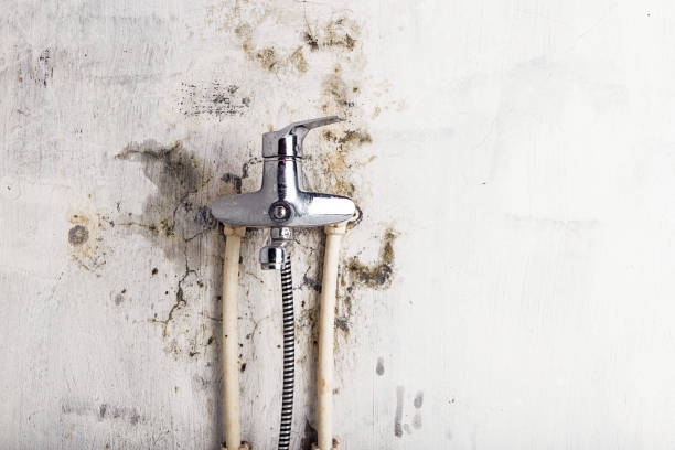 Best Mold Cleaning Services  in Alsip, IL