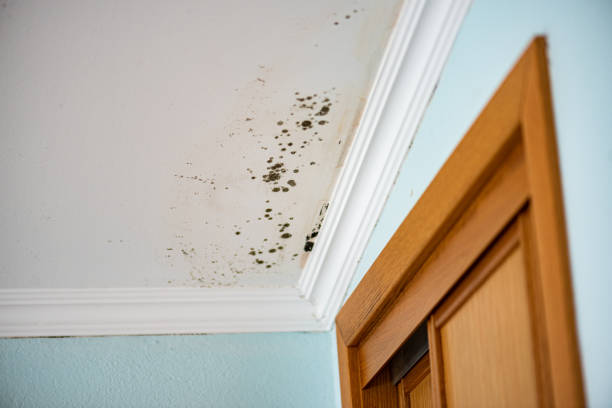 Best Residential Mold Removal  in Alsip, IL