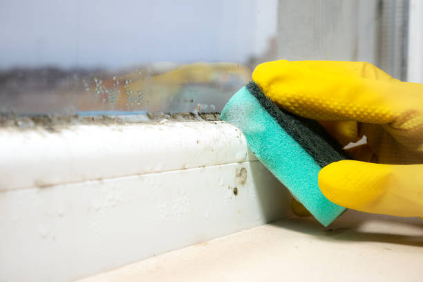 Professional Mold Removal in Alsip, IL