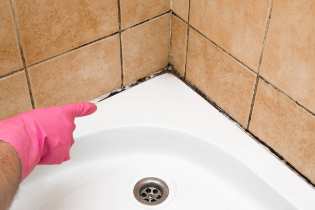 Best Emergency Mold Removal  in Alsip, IL